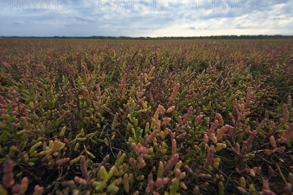 Glasswort