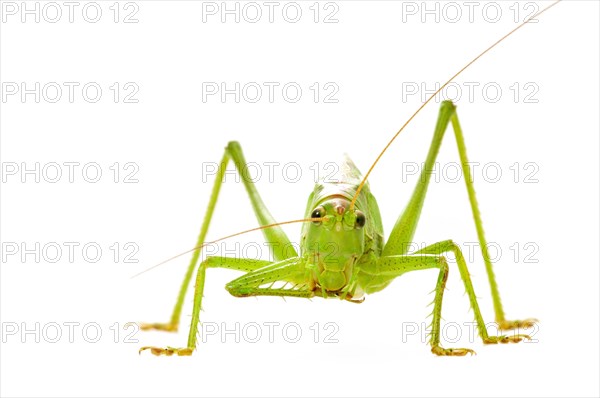 Green grasshopper