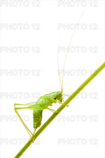 Great green bush cricket