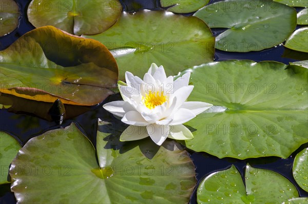 Flowering european white water lily