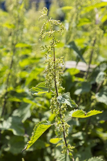 Stinging nettle