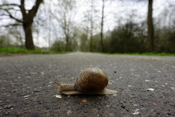 Burgundy snail