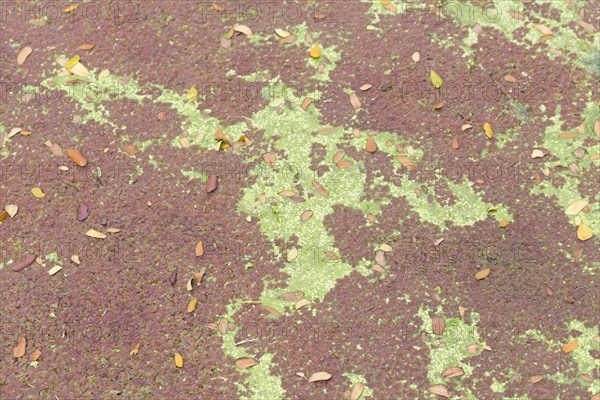 Pond covered with colourful weed and algae