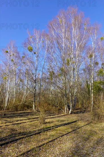 Birch trees