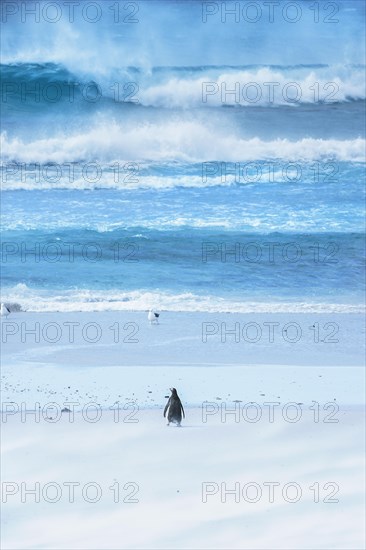 Gentoo Penguin