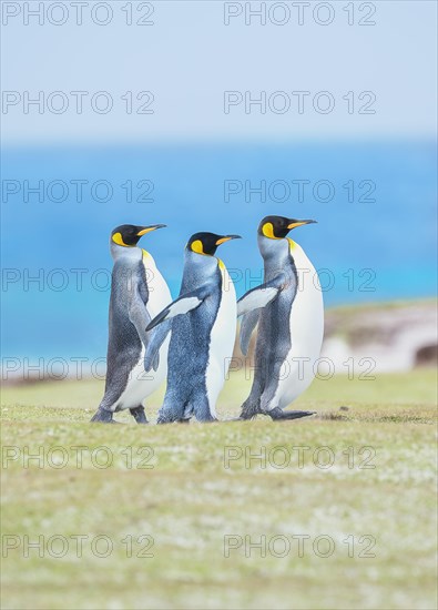 King penguins