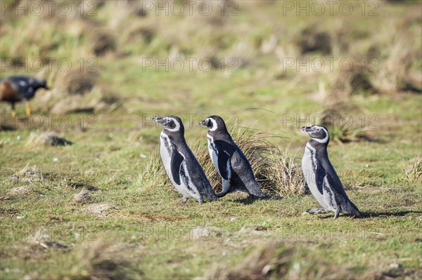 Magellanic penguins