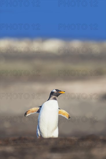 Gentoo Penguin