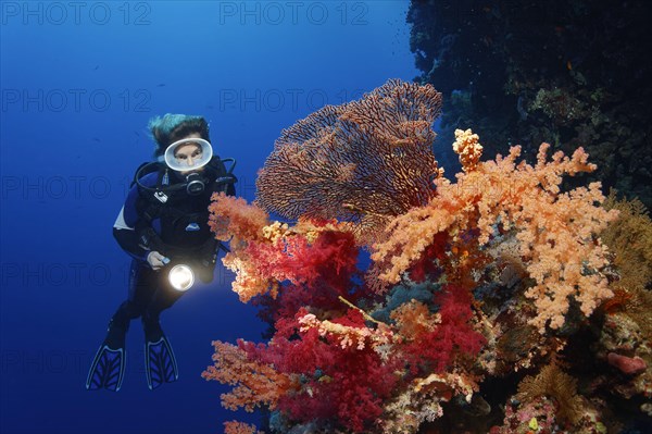 Diver on coral reef wall looking at multicoloured klunzinger's soft coral