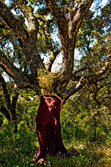 Cork oak forests around Tempio Pausania