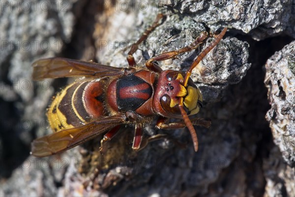 European hornet