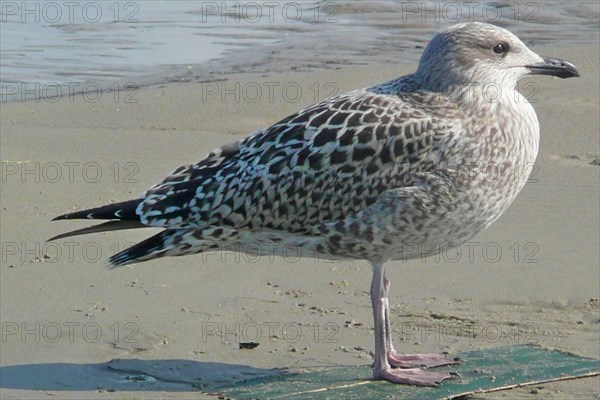 Seagull