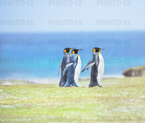 King penguins