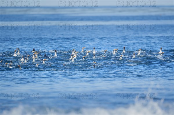 Gentoo penguins