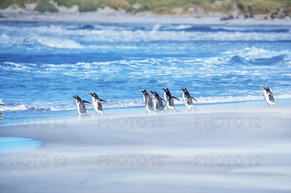 Gentoo Penguins