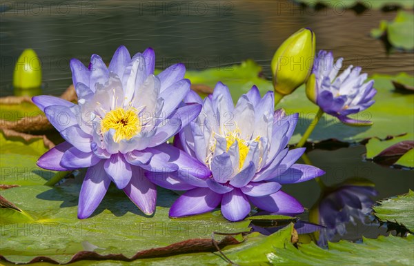 Flowering of giant waterlilies