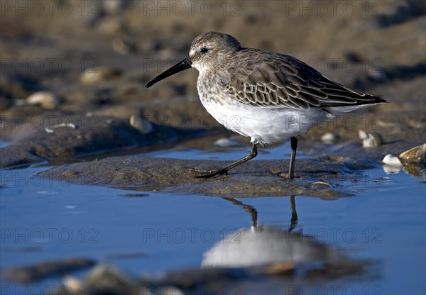 Red knot