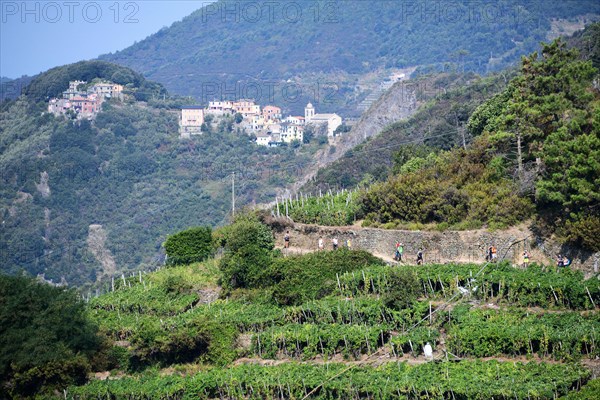 Walking trails through the vineyards near Corniglia