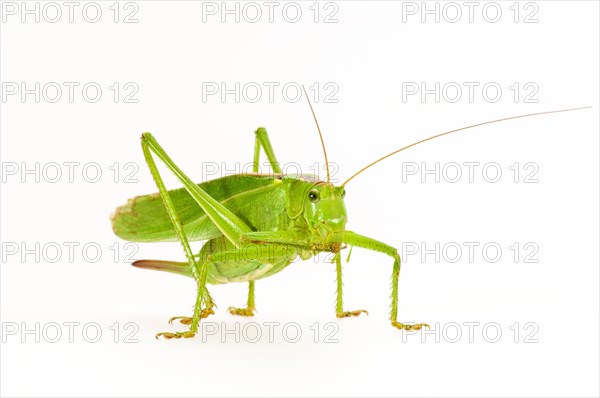 Green grasshopper