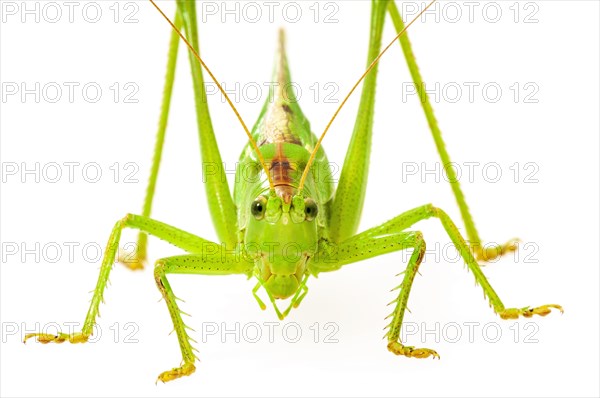 Green grasshopper