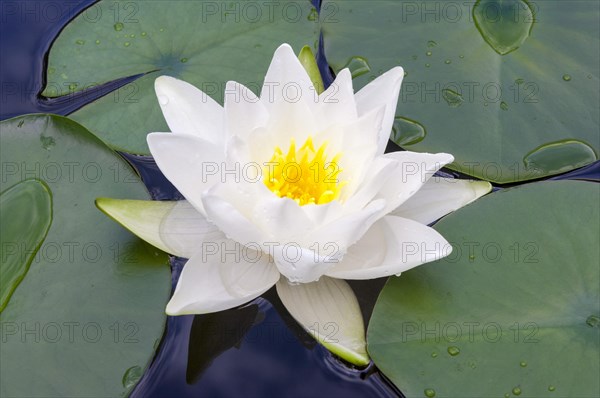 Flowering european white water lily