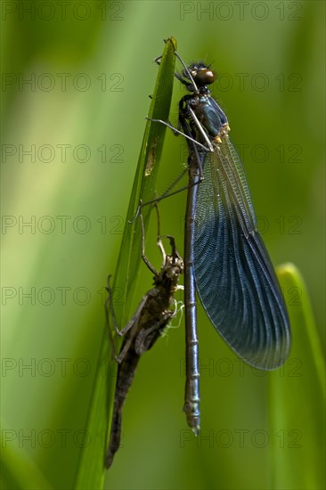 Banded demoiselle