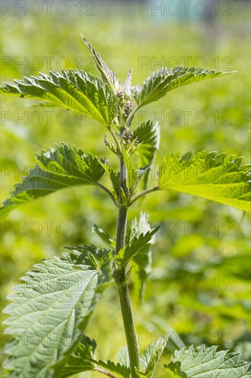 Habitus of the stinging nettle