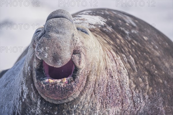 Southern elephant seal