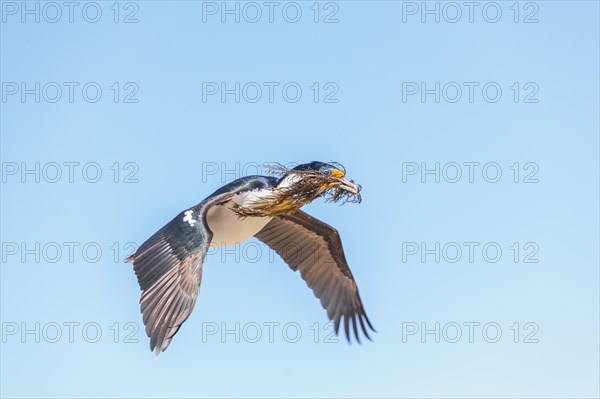 Imperial shag