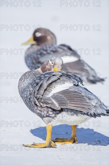 Steamer ducks