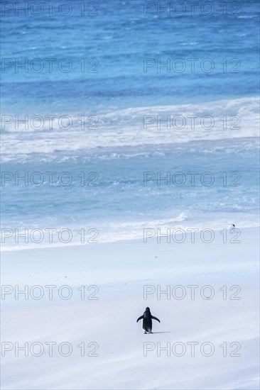 Gentoo Penguin