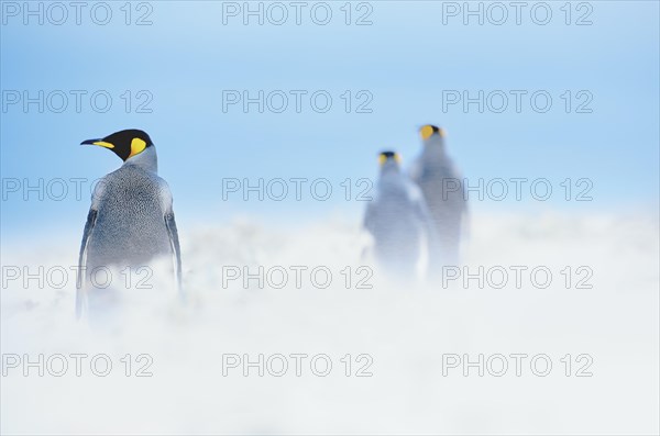 King Penguins