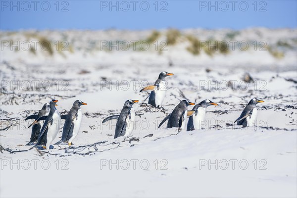 Gentoo Penguins