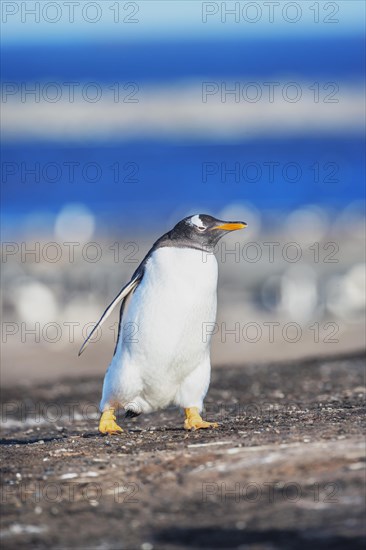 Gentoo Penguin