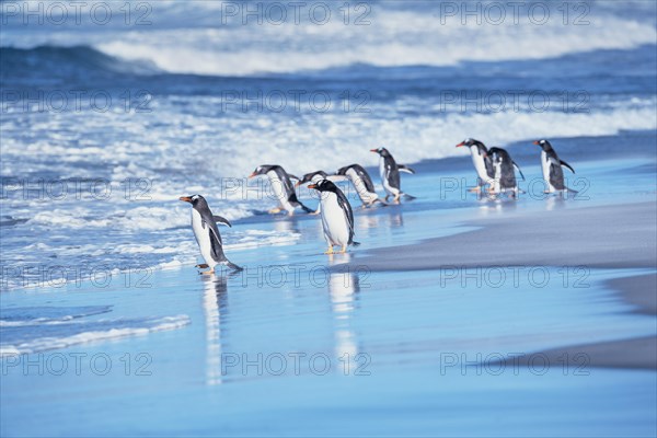 Gentoo Penguins