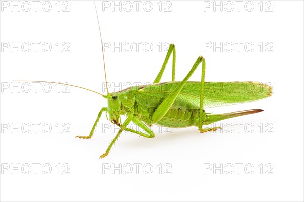 Green grasshopper