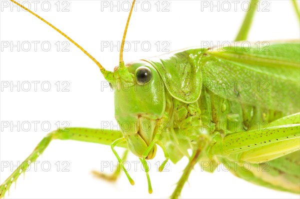 Green grasshopper