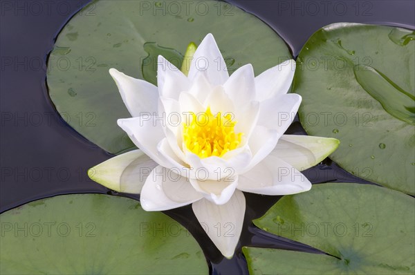 Flowering european white water lily