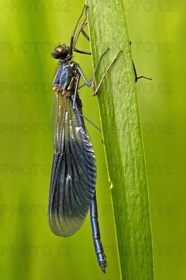 Banded demoiselle