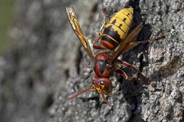 European hornet