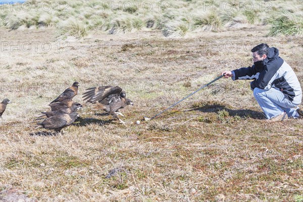 Striated Caracaras