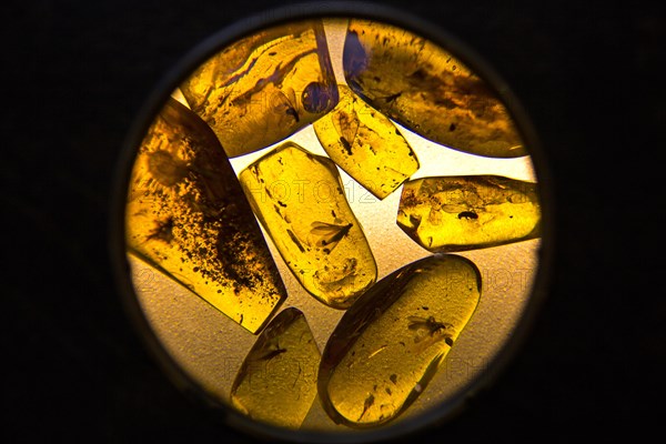 Amber with inclusions