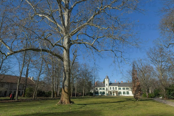 London planetree