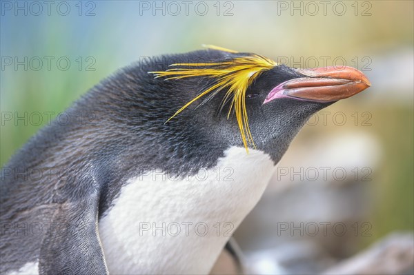 Close-up of a macaroni penguin