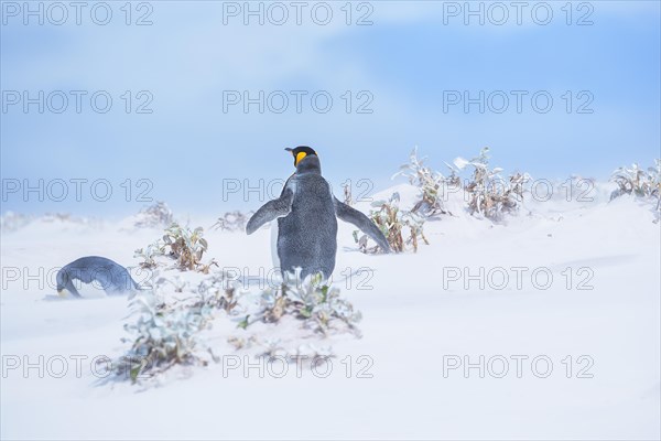 King penguins