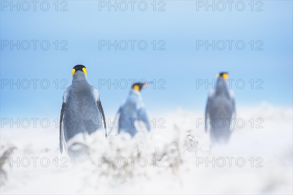 King penguins