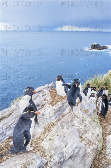 Group of rockhopper penguins