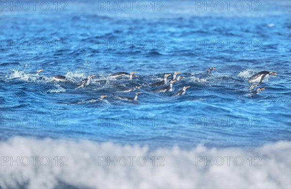 Gentoo penguins