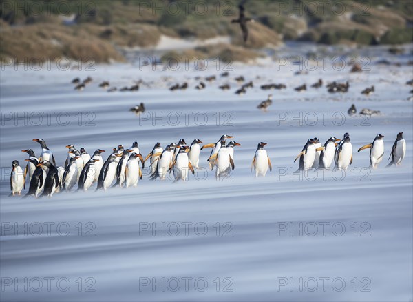 Gentoo Penguins