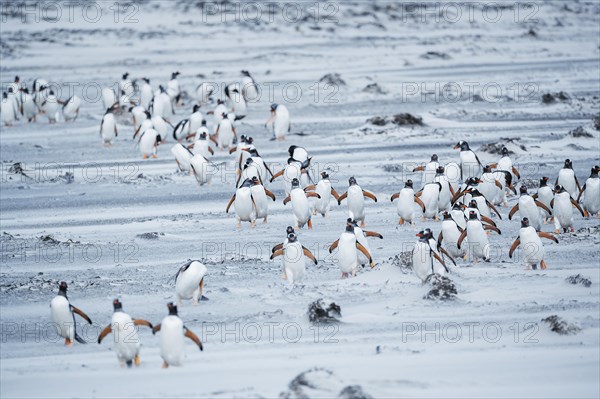 Gentoo Penguins